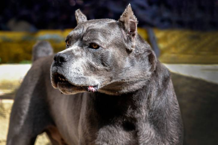 Vue proche d'un Cane Corso en extérieur