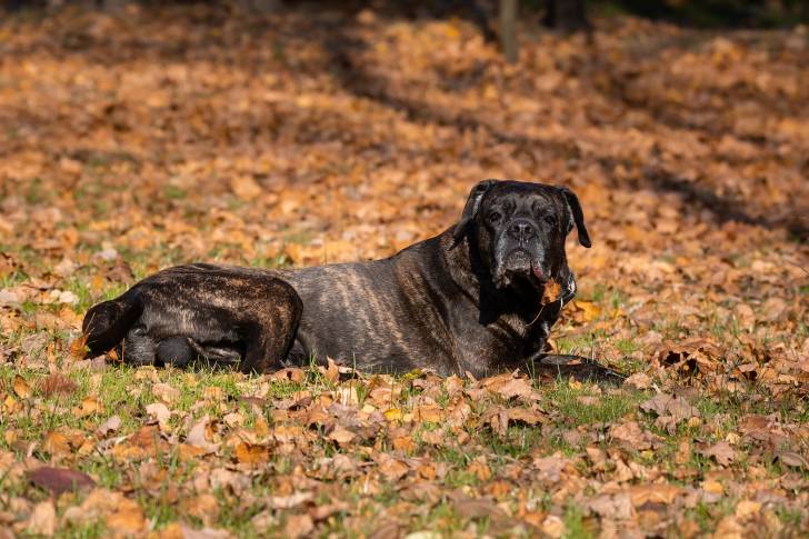 Photo Cane Corso