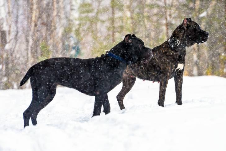 Photo Cane Corso