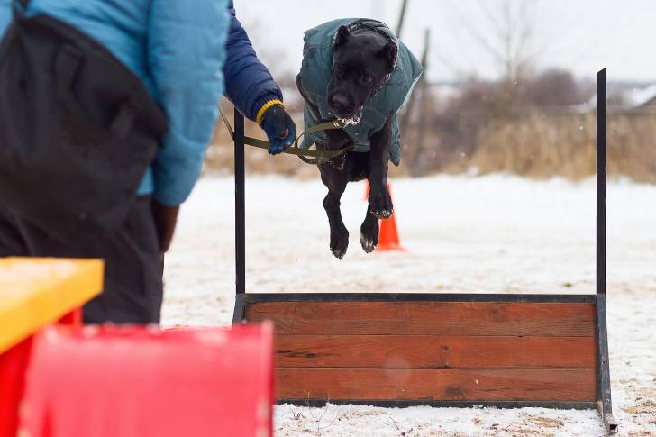 Un chien Cane Corso s'entraînant à sauter 