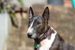 Photo Bull Terrier