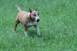 Photo Bull Terrier