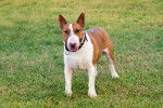 Photo Bull Terrier