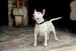 Photo Bull Terrier