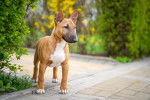 Un Bull Terrier fauve debout sur un trottoir 