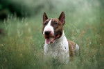 Un Bull Terrier bringé et blanc assis dans l'herbe