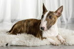 Un photo de Bull Terrier Miniature allongé sur un tapis