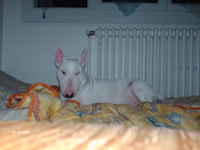 oxine bull terrier - Bull Terrier