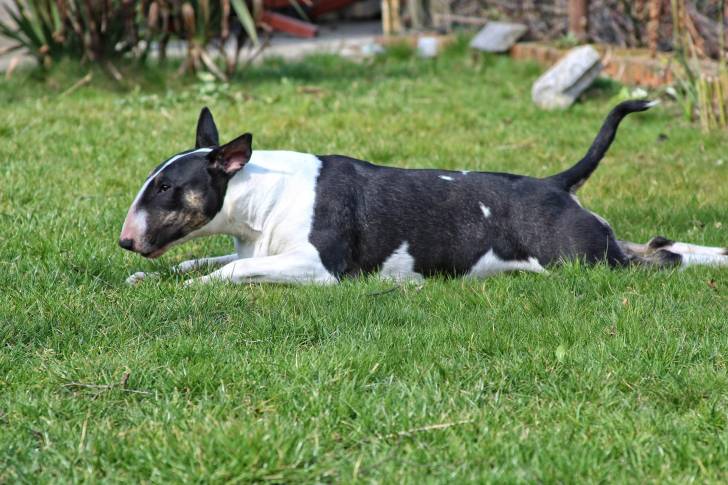 Photo Bull Terrier