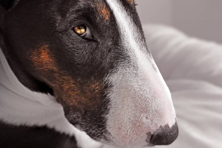 Un gros plan sur la tête, vu de profil, d'un Bull Terrier