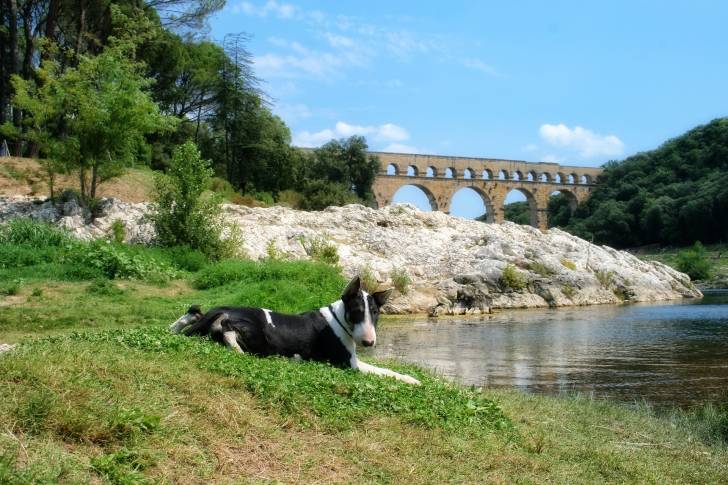 Un Bull Terrier allongé dans l'herbe avec un aqueduc en arrière-plan.
