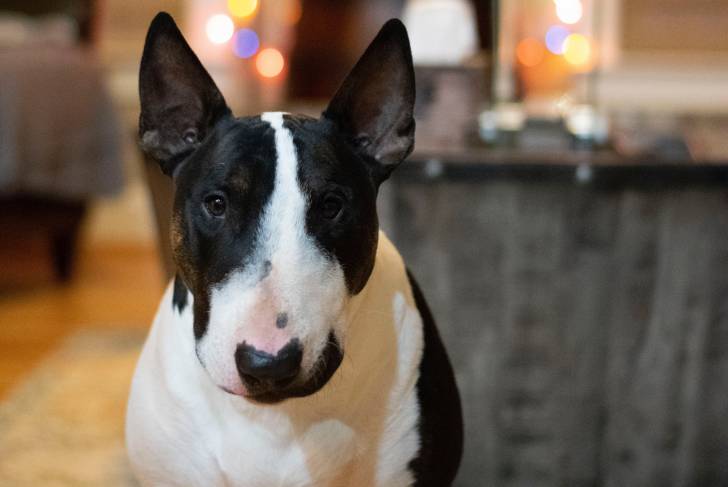 Un Bull Terrier en portrait rapproché 