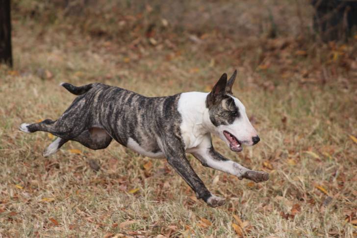 Photo Bull Terrier