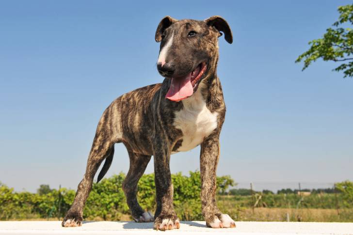 Un Bull Terrier debout dehors