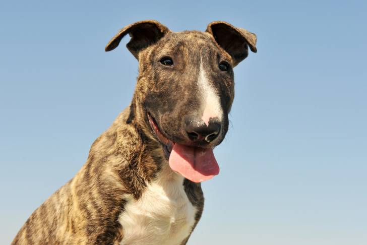 Un Bull Terrier bringé vu de très près