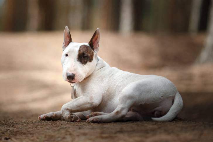 Un Bull Terrier allongé dans les bois