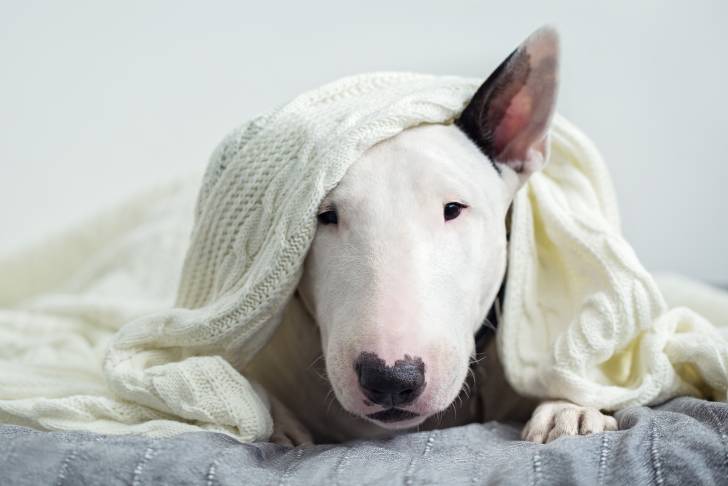 Un Bull Terrier blanc allongé avec un plaid sur la tête