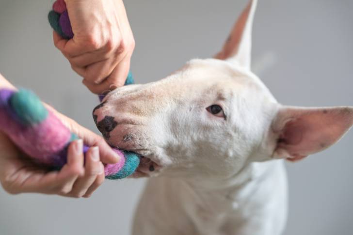 Un chien Bull Terrier jouant avec une jeune fille