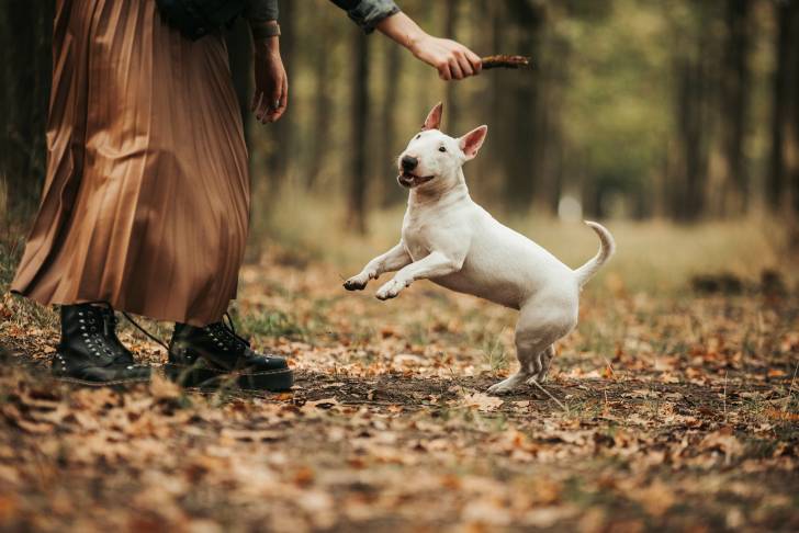 Un Bull Terrier sautant vers un bout de bois tenu par une jeune femme dans une forêt