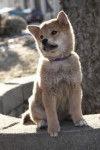 Hatchi - Akita-Inu Hatchy (4 mois)