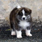 AKITA - Akita-Inu Hatchy Mâle (3 mois)