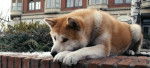 Hachiko - Akita-Inu Hatchy Mâle (6 ans)