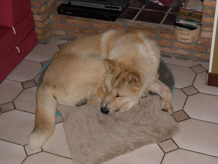 Aïki - Akita-Inu Hatchy Mâle (11 mois)