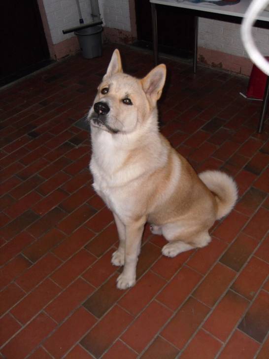 Aïki - Akita-Inu Hatchy Mâle (11 mois)