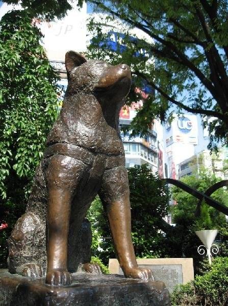 hatchiko ou hatchi - Akita-Inu Hatchy Mâle (12 ans)