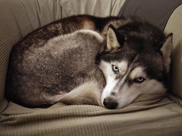 Katnis - Akita-Inu Hatchy (7 mois)