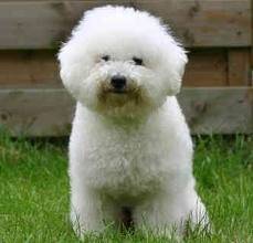 calleti - Akita-Inu Hatchy Mâle (9 mois)