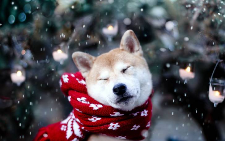 Hachi - Akita-Inu Hatchy (3 ans)