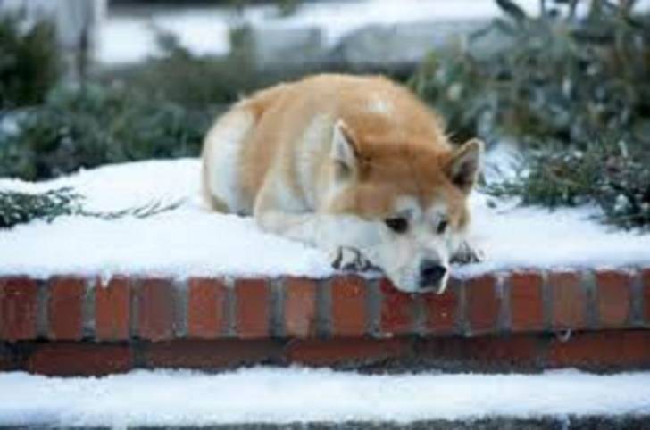 hachiko - Akita-Inu Hatchy Mâle (3 ans)