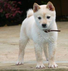 Mona - Akita-Inu Hatchy (5 mois)