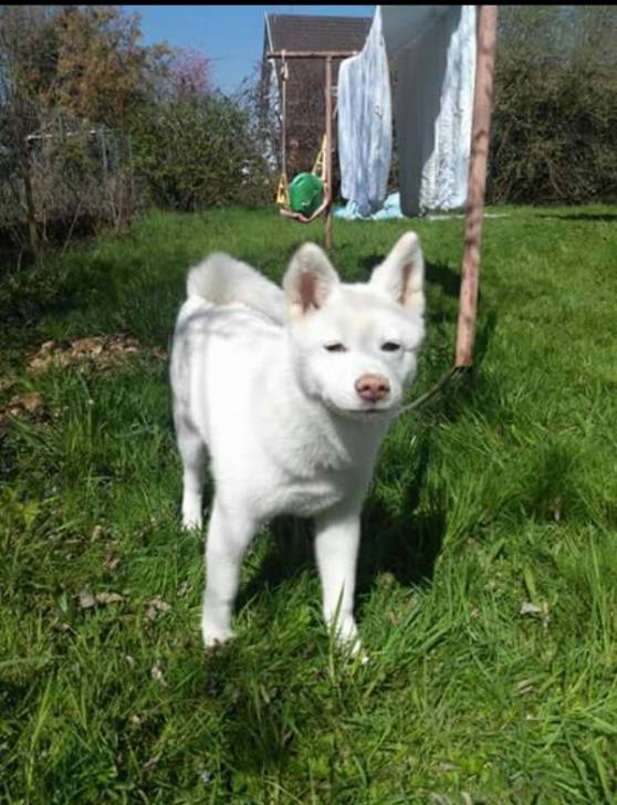 yoki - Akita-Inu Hatchy (6 mois)