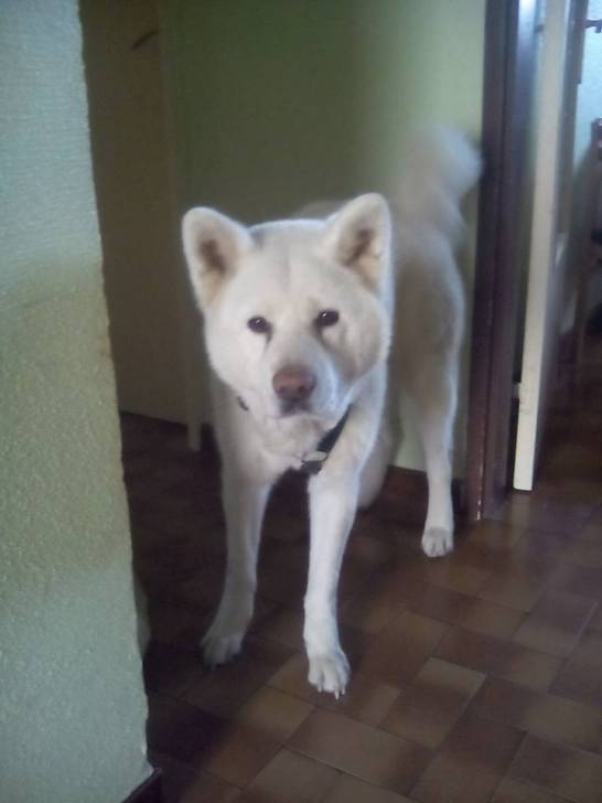 hatchi - Akita-Inu Hatchy Mâle (6 ans)