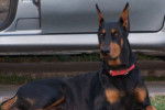 Quetta - Dobermann (6 ans)