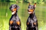 &eacute;levage de dobermann - Dobermann