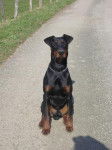 Flash le Dobermann - Dobermann