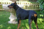 VLADY T-CRYSTAL - Dobermann