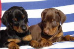 Photos de Dobermann : chiots - Dobermann