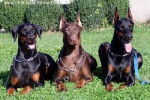 Dobermanns Manoir de la Paneti&egrave;re - Dobermann