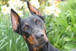 Diesel - Dobermann