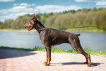Un Dobermann marron vu de profil
