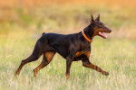 Un  Dobermann qui se promène