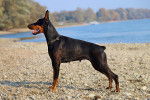 Un Dobermann noir sur le rivage