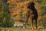 Un Dobermann marron qui se promène en automne