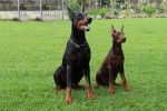 Deux Dobermann assis sur du gazon