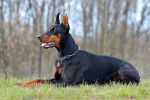 Un Dobermann allong&eacute; dans l'herbe