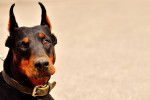 Un Dobermann avec les oreilles coupées